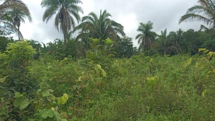 Fazenda a venda em Manso — Rosário Oeste, MT